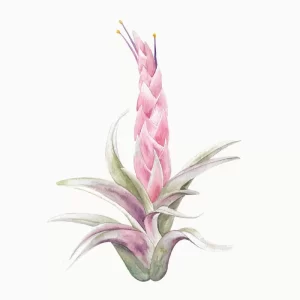 Tillandsia de Chiapas Ilustración original en acuarela